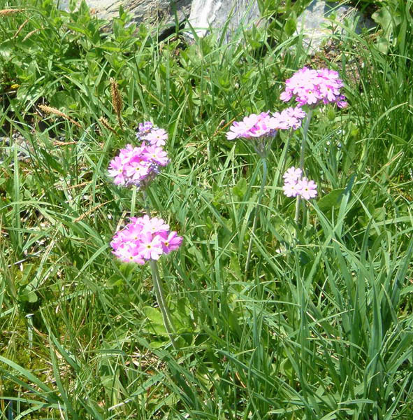 Primula farinosa photo